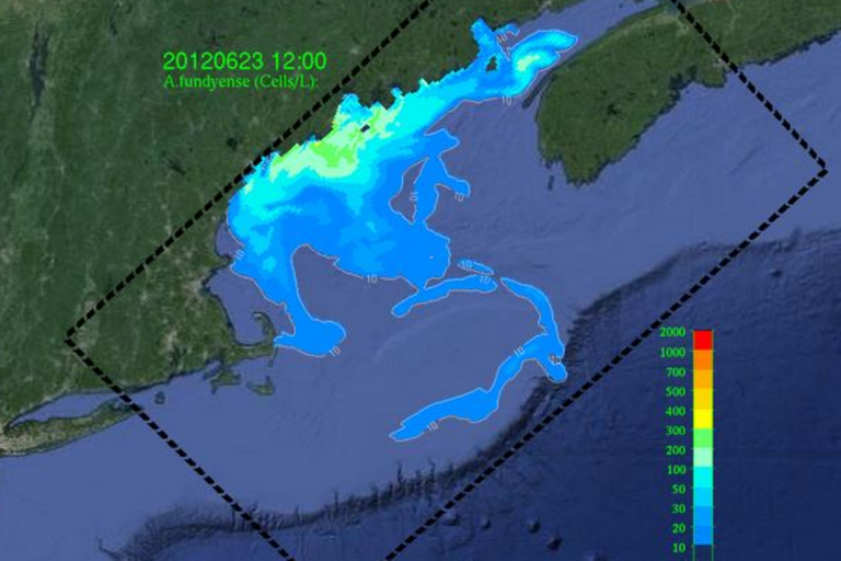 Gulf of Maine HAB image